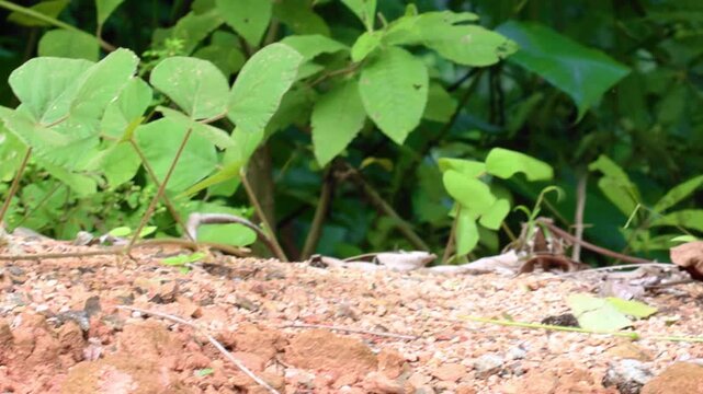 Male green basilisk lizard with distinctive head crest and dorsal fin stands motionless on red rocky soil surrounded by lush tropical foliage in natural rainforest habitat.