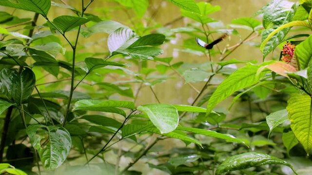Stunning blue morpho butterfly with iridescent turquoise and black wings takes flight among dense tropical rainforest foliage with wet green leaves and delicate red flowering plants in soft natural.