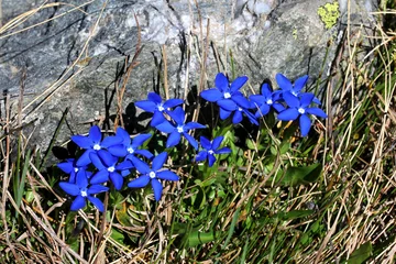 genzianelle primaverili (Gentiana sp.) © gabriffaldi
