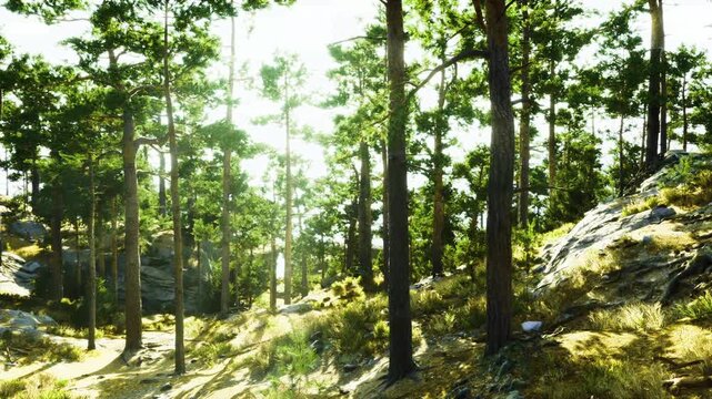 Backlit pine glade with glowing haze, intense warm light filtering through tall trunks, long dramatic shadows and highkey exposure, cinematic atmosphere suited