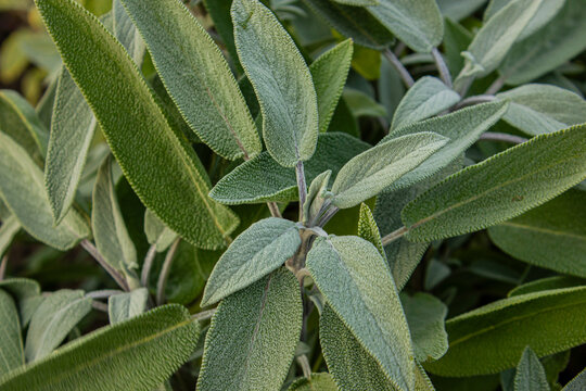 Close-up of fresh common sage (Salvia officinalis) leaves growing naturally in a herb garden. The soft silvery-green foliage and texture ideal for culinary, herbal medicine concepts.