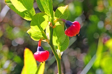 i curiosi fiori a palloncino del mirtillo nero (Vaccinium myrtillus) © gabriffaldi