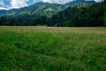 Fototapeta premium Alpine meadow surrounded by forest and mountains in the Dolomites, Italy