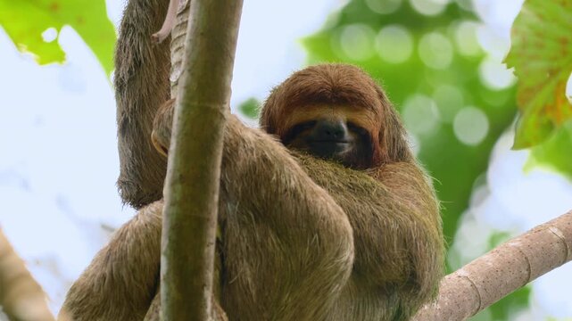 A three-toed sloth with distinctive brown and green fur clings to tree branches in a lush tropical rainforest. The relaxed mammal rests peacefully among vibrant green foliage and bokeh light.
