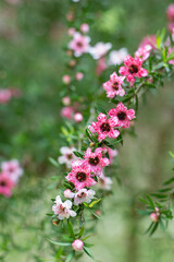 Obraz premium Manuka (leptospermum scoparium) flowers in bloom
