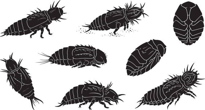 Isopod, pill bug, rolly polly, crustacean, vector icons, black and white isolated on Transparent Background