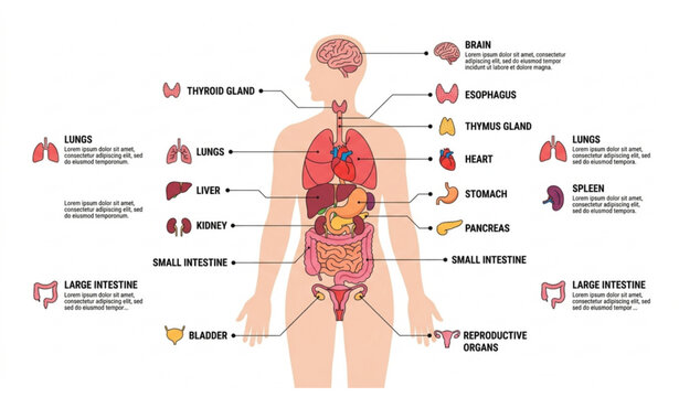 Human Internal Organs Flat Infographic Poster Vector with Anatomical Diagram and Medical Icons