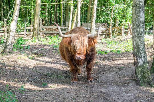 Highland cattle cow with long shaggy brown fur and curved horns grazing in a farm enclosure