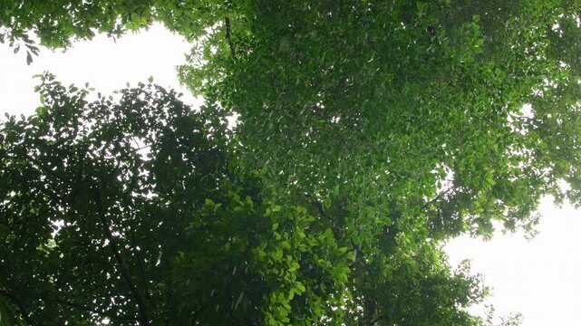 Costa Rica jungle canopy viewed from below as slow water drops fall from lush green tropical trees. Dense foliage creates natural frame against overcast sky with raindrops descending through leaves.