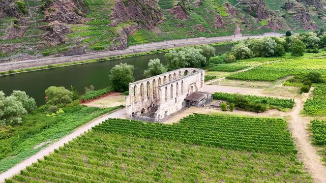 Detailreiche Drohnenaufnahme der historischen Klosterruine Stuben bei Bremm, umgeben von gr&uuml;nen Weinbergen mit Ausfl&uuml;glern und Fahrr&auml;dern auf dem Vorplatz.