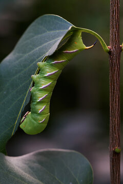 Close-Up of a Green Hawk Moth Caterpillar Feeding on a Leaf
