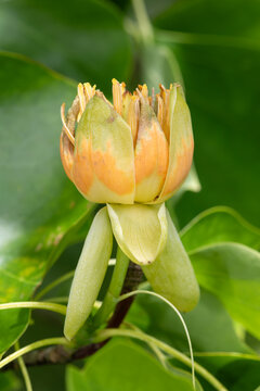 Close up of a tulip tree (liriodendon tulipifera) flower in bloom