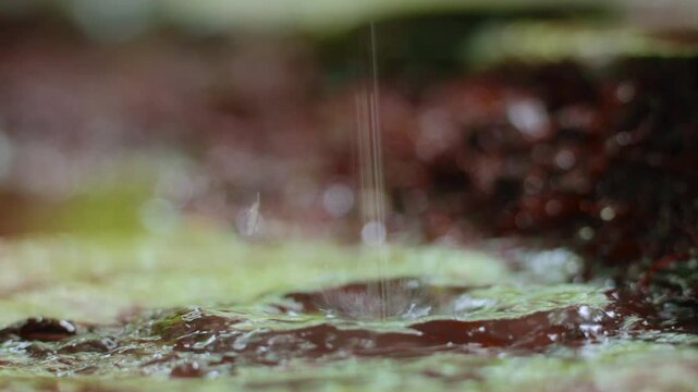 Close-up slow motion of water droplets splashing onto mossy surface in Costa Rica jungle. Crystal clear raindrops create dynamic splashes with beautiful bokeh background in lush tropical rainforest.