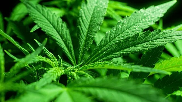Vibrant green leaves close-up, medical plant growth, organic hemp cultivation for cbd industry and natural wellness background
