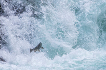 Migrating Salmon at Stamp Falls © Cliff