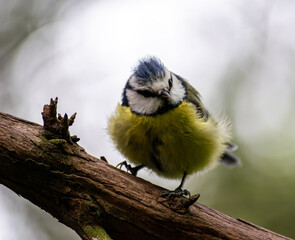 Eurasian blue tit bird perched on a mossy branch looking down © Mieszko