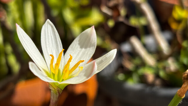 Horizontal close-up of a white rain lily flower (Zephyranthes candida) with a yellow center in sunlight. Sharp technical focus against a soft blurred background.