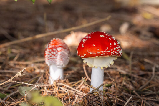 Fly Agaric (Amanita muscaria) Mushroom in an Autumn Forest / Fliegenpilz im herbstlichen Wald