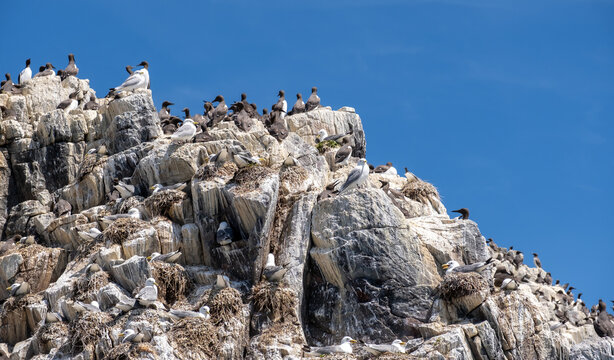 Gulls and Common Guillemots crowd the rocky ledges of Staple Rock in the Farne Islands, creating a vibrant scene within one of Britain&rsquo;s most important seabird colonies.