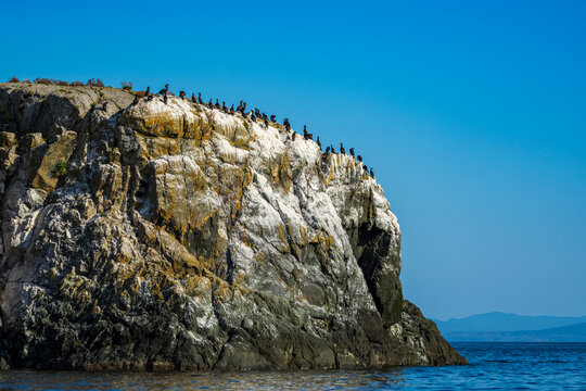 Pelagic Cormorant Colony, Mitlenatch Island