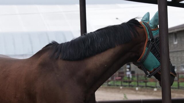A brown horse wearing a blue bridle on its head