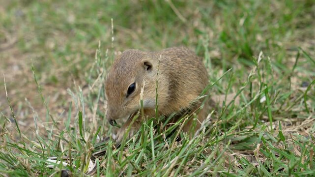 Cute Ground Squirrel Peeling Sunflower Seed in Grass