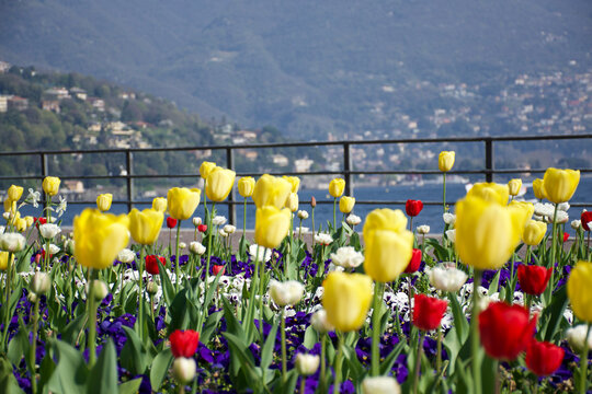 Sunlit multi colored tulips by relaxing blue Lake Como in Italian background