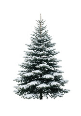 Obraz premium a flawless blue spruce fir tree completely coated in thick crystalline powder snow, isolated against a transparent studio background, pristine holiday season concept.