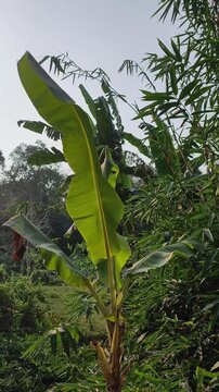 Lush tropical banana tree leaves moving gracefully in gentle afternoon breeze