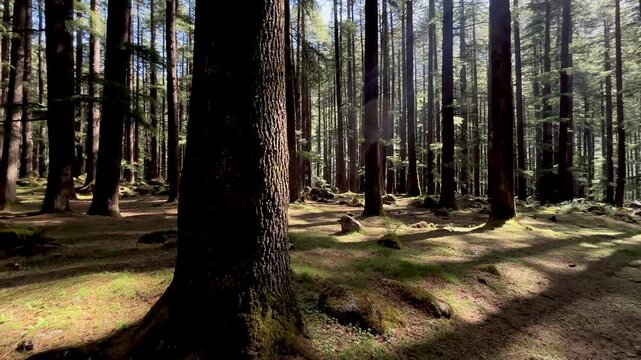Woman Exploring Magical Sunlit Cedar Forest Himalayan India.