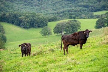 Fototapeta premium Black cattle mother and calf grazing peacefully in lush green pasture landscape