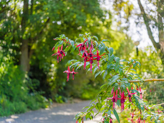Red Fuchsia Flowers Hanging on Branch in Garden © Kit Leong
