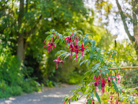 Red Fuchsia Flowers Hanging on Branch in Garden