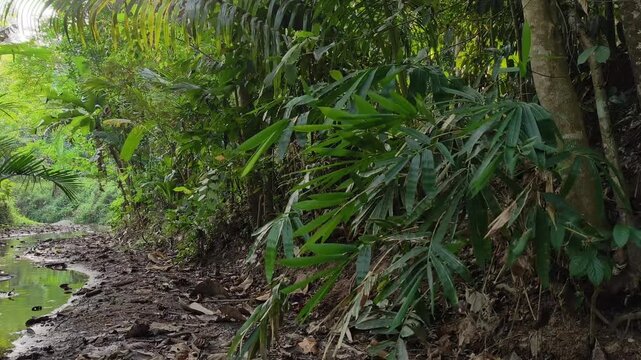 Lush green bamboo foliage rustling in wind over dry rocky riverbed