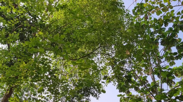 Calming view of vibrant green tree crown rustling in warm breeze