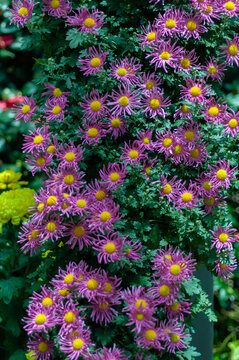 Vibrant purple spider chrysanthemums with bright golden centers in a dense floral display. Chrysanthemum flowers create a colorful autumn garden scene, ideal for ornamental and landscaping projects.
