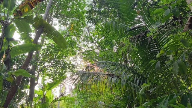 Sparkling sun glare filtering through green tree branches moving in breeze