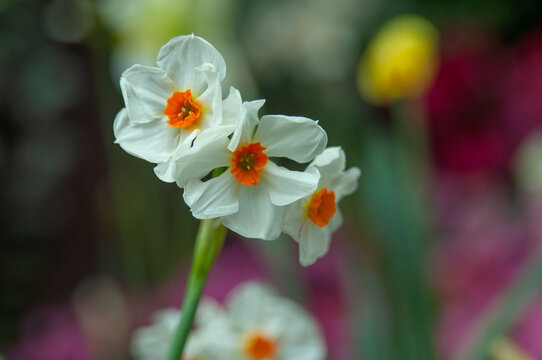 White paperwhite narcissus flowers with bright orange cups blooming in a spring garden against a soft colorful background.