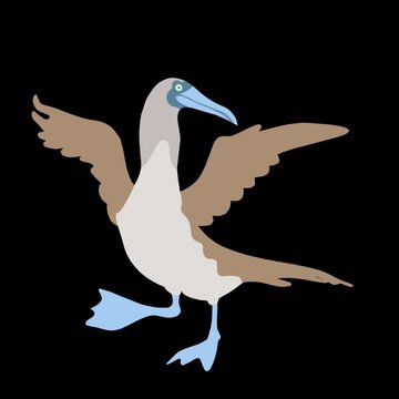 Blue footed booby dancing - hand drawn cartoon animation.