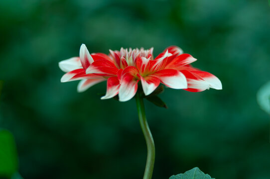 Red decorative dahlia flower with white-tipped petals blooming in a garden. Colorful ornamental plant photographed with natural light and soft green background bokeh.