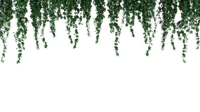 Dangling green ivy leaves cascade gracefully against a stark black backdrop, forming a lush natural texture perfect for design elements such as website headers, borders, or graphic overlays.
