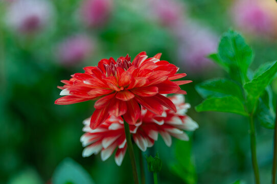 Vibrant red and white dahlia flower in full bloom with layered petals and soft green background. Ornamental flowering plant captured in natural light with smooth floral bokeh and vivid seasonal colors