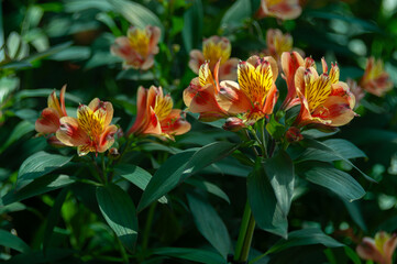 Obraz premium Vibrant Alstroemeria flowers blooming in a lush garden, displaying striking orange and yellow petals with distinctive dark markings. Colorful Peruvian lilies create an elegant summer floral background