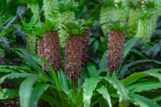 Pineapple lily Eucomis with dense burgundy flower topped by green leafy crowns growing in lush ornamental garden. Exotic summer perennial prized for striking architectural blooms and landscape design