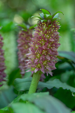 Flowering pineapple lilies displaying dramatic purple flower and distinctive leafy bracts. Eucomis ornamental bulbs thriving in a garden, ideal for exotic planting and seasonal floral displays.