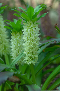 Summer flowering white Eucomis plants with striking vertical inflorescences and decorative foliage in a garden border.