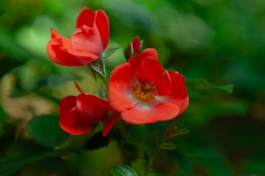 Red rose flowers blooming on a garden shrub with soft green bokeh, open petals, flower buds and fresh foliage for gardening, romance, floral design, landscaping and ornamental plant themes.