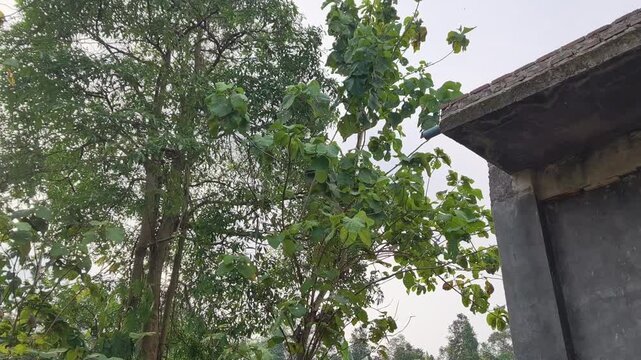 Solitary green tree branches moving dynamically against overcast outdoor sky