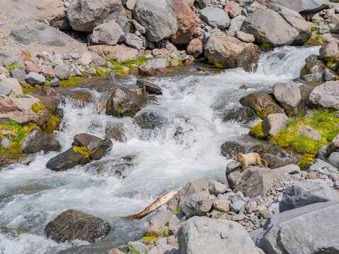 Yellow-bellied marmot on rocks by rushing mountain stream