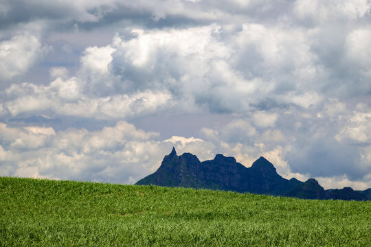 Scenic image of a Sugar cane field near Moka Range mountains on Mauritius island, Africa	